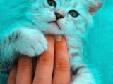 Silver Tabby Oyuncu Yavrumuz Yeni Yuvasını Arıyor