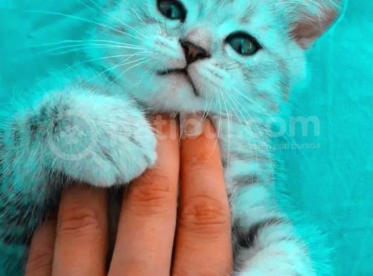 Silver Tabby Oyuncu Yavrumuz Yeni Yuvasını Arıyor görsel