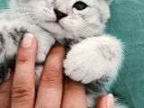Silver Tabby Oyuncu Yavrumuz Yeni Yuvasını Arıyor