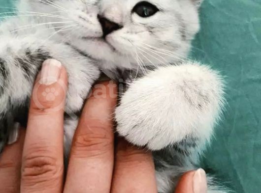 Silver Tabby Oyuncu Yavrumuz Yeni Yuvasını Arıyor görsel