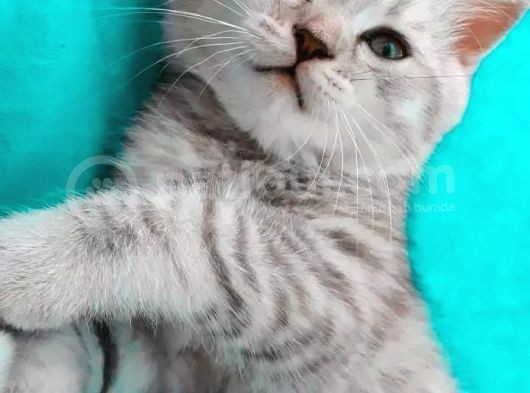 Silver Tabby Oyuncu Yavrumuz Yeni Yuvasını Arıyor görsel