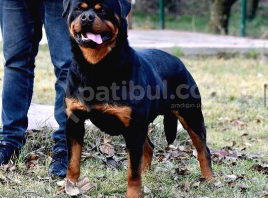 Irkının En İyilerinden Gerçek Şampiyon Kanatlarına Sahip A Secereli Erkek Ve Dişi Rottweiler görsel