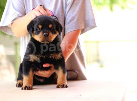 Irkının En İyilerinden Gerçek Şampiyon Kanatlarına Sahip A Secereli Erkek ve Dişi Rottweiler