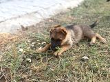 Irkının En İyi Temsilcilerinden  German Shepherd Alman Kurdu Yavrusu
