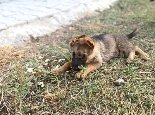 Irkının En İyi Temsilcilerinden  German Shepherd Alman Kurdu Yavrusu görsel