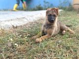 Irkının En İyi Temsilcilerinden  German Shepherd Alman Kurdu Yavrusu