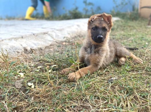 Irkının En İyi Temsilcilerinden  German Shepherd Alman Kurdu Yavrusu görsel