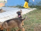 Irkının En İyi Temsilcilerinden  German Shepherd Alman Kurdu Yavrusu