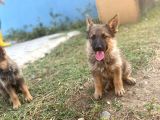 Irkının En İyi Temsilcilerinden  German Shepherd Alman Kurdu Yavrusu