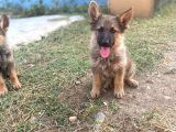 Irkının En İyi Temsilcilerinden  German Shepherd Alman Kurdu Yavrusu