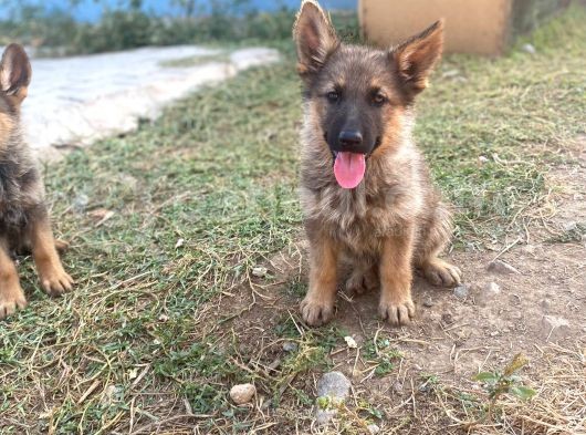 Irkının En İyi Temsilcilerinden  German Shepherd Alman Kurdu Yavrusu