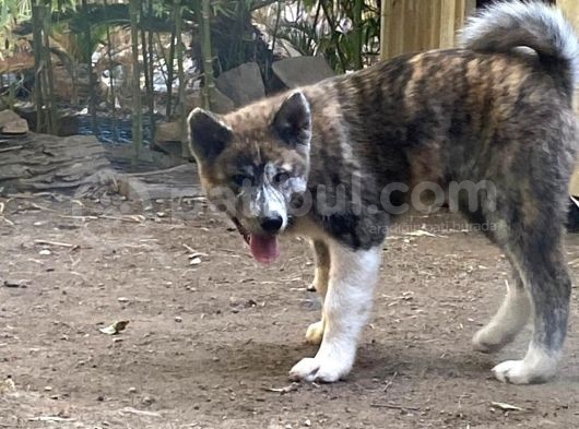 Irkının En İyilerinden Kusursuz Güzellikte Akita Yavrularımız görsel