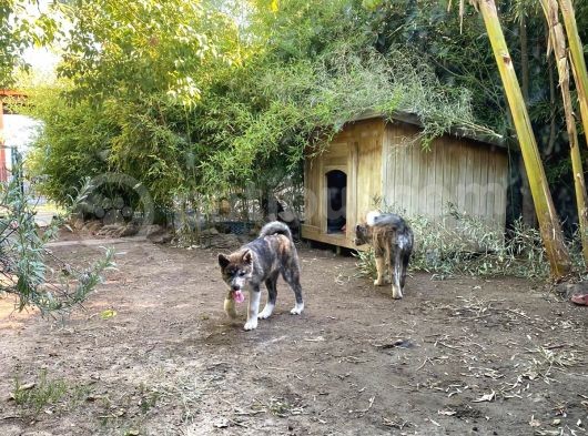 Irkının En İyilerinden Kusursuz Güzellikte Akita Yavrularımız görsel