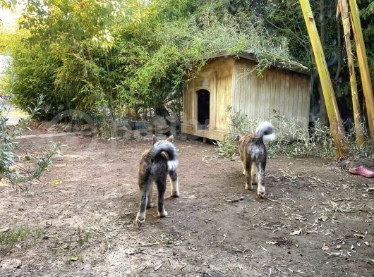 Irkının En İyilerinden Kusursuz Güzellikte Akita Yavrularımız görsel