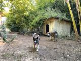 Irkının En İyilerinden Kusursuz Güzellikte Akita Yavrularımız