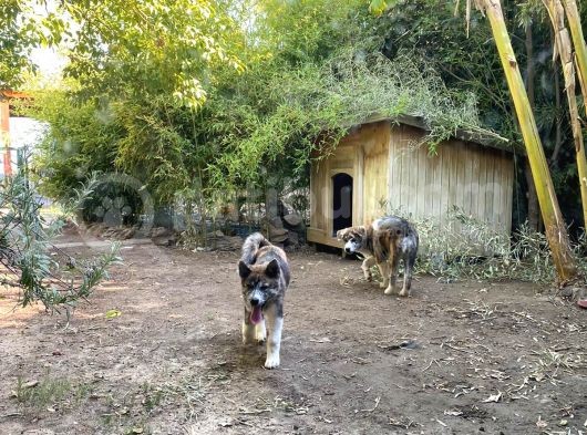 Irkının En İyilerinden Kusursuz Güzellikte Akita Yavrularımız görsel