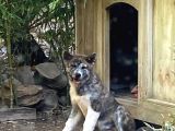 Irkının En İyilerinden Kusursuz Güzellikte Akita Yavrularımız