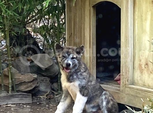 Irkının En İyilerinden Kusursuz Güzellikte Akita Yavrularımız görsel