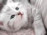 Silver Tabby Oyuncu Yavrumuz Yeni Yuvasını Arıyor