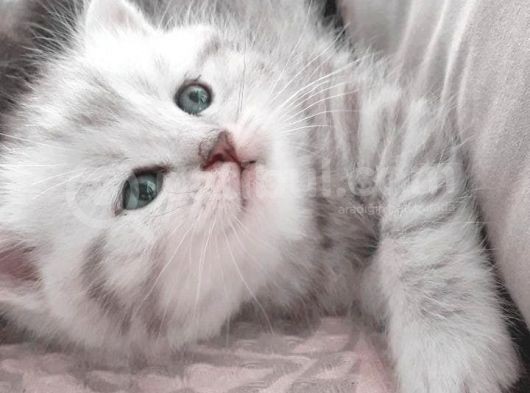 Silver Tabby Oyuncu Yavrumuz Yeni Yuvasını Arıyor görsel