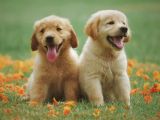 Orjinal Golden Retriever Yavrularımız