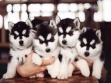 Orijinal Husky Yavrularımız