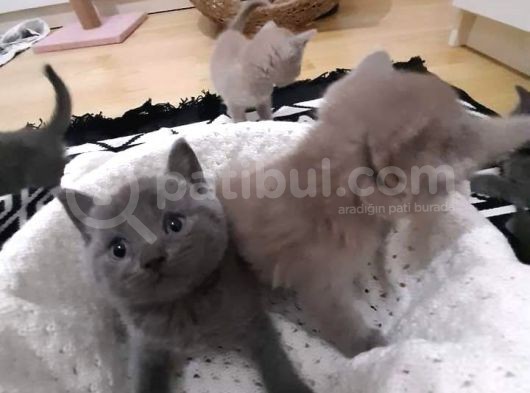 4 Erkek 1 Dişi Yavrular görsel