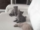 Scottish Fold British Shorthair