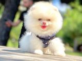 Safkan Pomerani̇an Boo Yavrularimiz