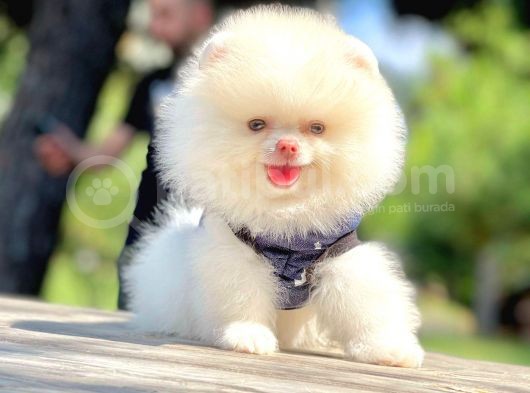 Safkan Pomerani̇an Boo Yavrularimiz görsel