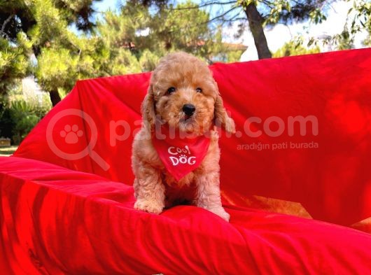 Safkan Toy Poodle Yavrularimiz görsel