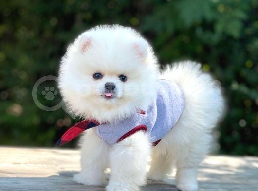 Safkan Pomerani̇an Boo Yavrularimiz