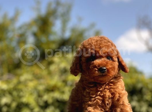Red Brown Toy Poodle Bebekler görsel