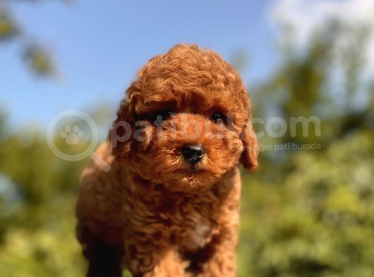 Red Brown Toy Poodle Bebekler görsel