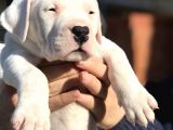 Saf Kan Dünya Şampi̇yonu Torunu Dogo Argenti̇no