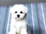 İrki̇ni̇n En İyi̇si̇ Maltese Terri̇er Yavrulari̇mi̇z