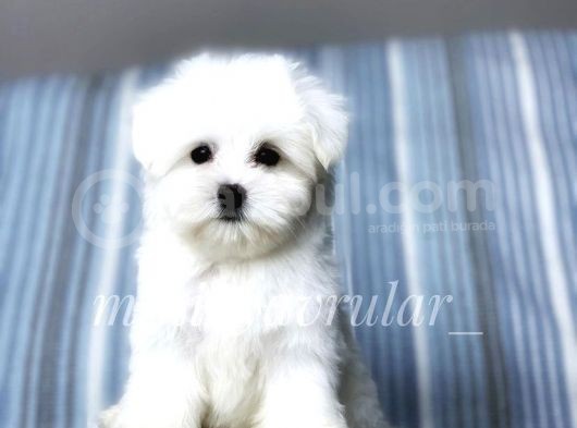 İrki̇ni̇n En İyi̇si̇ Maltese Terri̇er Yavrulari̇mi̇z görsel