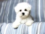 İrki̇ni̇n en İyi̇si̇ Maltese Terri̇er Yavrulari̇mi̇z