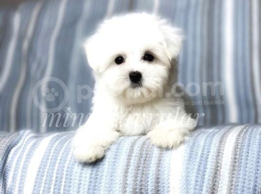 İrki̇ni̇n En İyi̇si̇ Maltese Terri̇er Yavrulari̇mi̇z