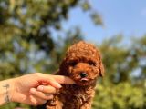 Red Brown Toy Poodle Bebekler