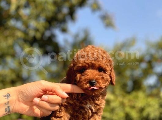 Red Brown Toy Poodle Bebekler görsel