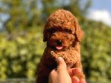 Red Brown Toy Poodle Bebekler