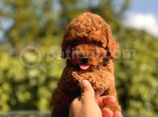 Red Brown Toy Poodle Bebekler görsel