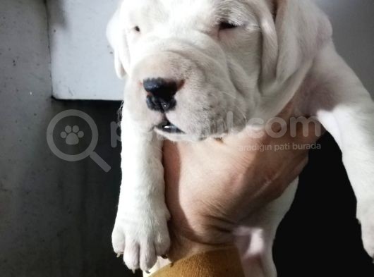 Saf Kan Dünya Şampi̇yonu Torunu Dogo Argenti̇no görsel