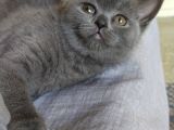 Scottish Fold British Shorthair