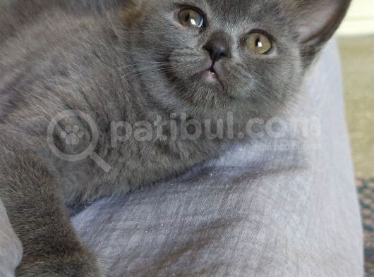 Scottish Fold British Shorthair görsel