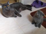 Scottish Fold British Shorthair