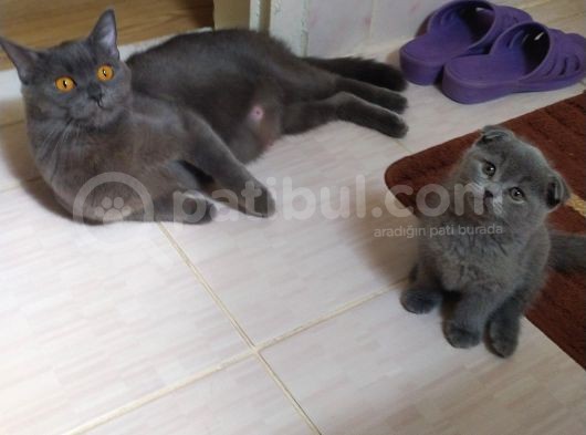 Scottish Fold British Shorthair görsel
