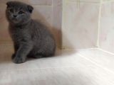 Scottish Fold British Shorthair