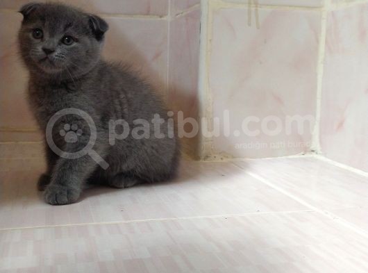 Scottish Fold British Shorthair görsel